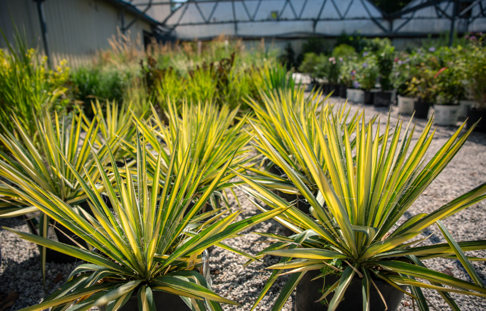 rows of plants