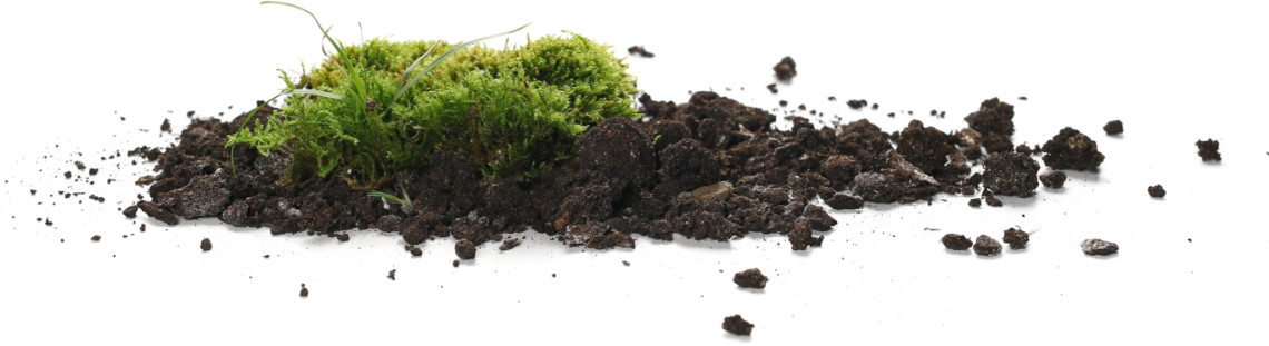 soil and moss