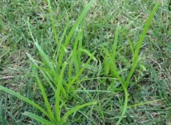 NUTGRASS WILL DRIVE YOU NUTS